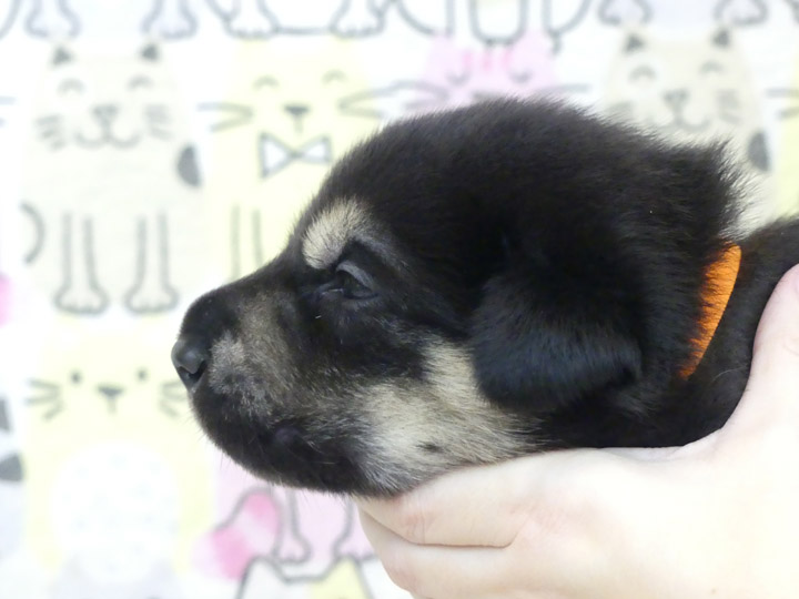 chinook puppy